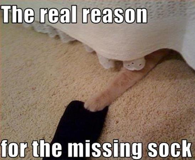 A cat hiding a socks