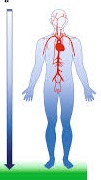 An image showing the impact of gravity on blood circulation in your lower limbs