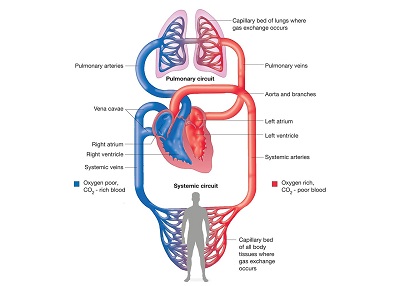  An image of blood circulation to better understand anti-embolism