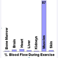 Blood Flow During Exercise