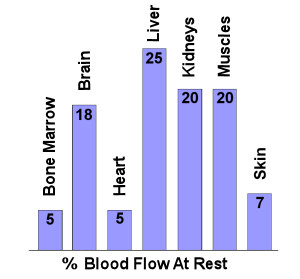 Blood Flow during exercise