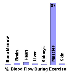 Blood Flow During Exercise