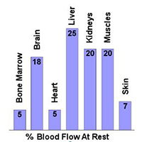 Blood Flow during exercise