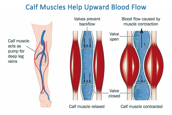 Diagram explainig calf muscles moving blood upwards