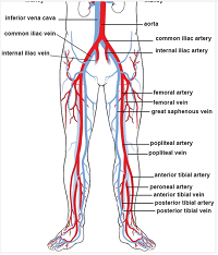  an illustration of normal blood circulation in relation to pregnancy