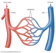 Exchange of blood from the artery to the capillary and vein