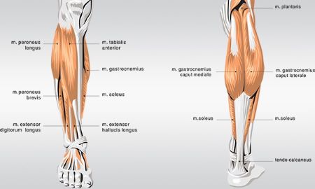 Calf anatomy