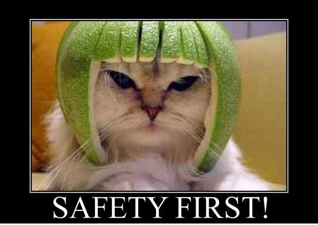 safety first cat