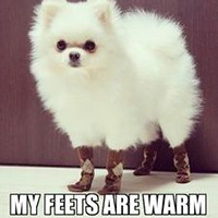 Funny Picture of Dog Wearing broad support hoses