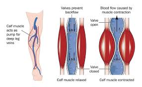 An image showing how the contraction and relaxation of muscles help in blood circulation