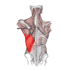 The image shows the back muscles of a human body which are activated during a pull up exercise.