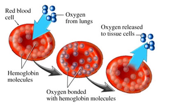 Oxygenation of Red Blood Cells During Running