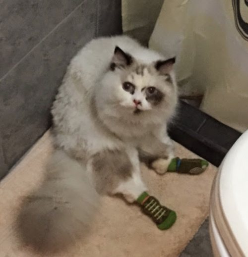 Cat wearing socks