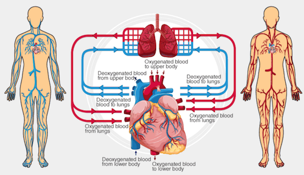 Circulatory system diagram highlighting the various pathways of blood
