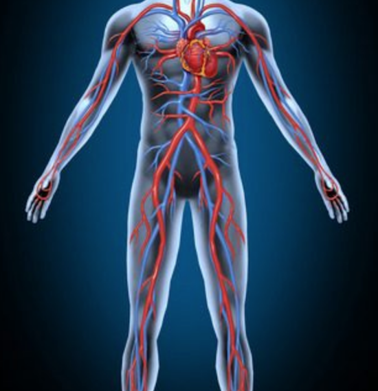 Diagram of blood circulation of the human body