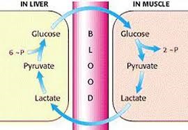 A diagram of showing the cycle of lactic acid in the liver and muscle