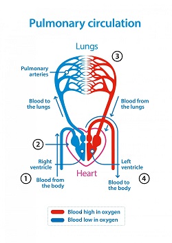 an illustration of pulmonary circulation