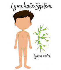 boy-with-placement-lymphatic-system