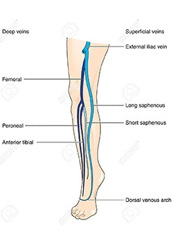 how deep and superficial veins look like