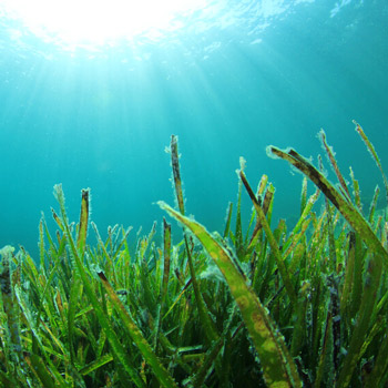 Underwater Algae used as a DHA Oil Source