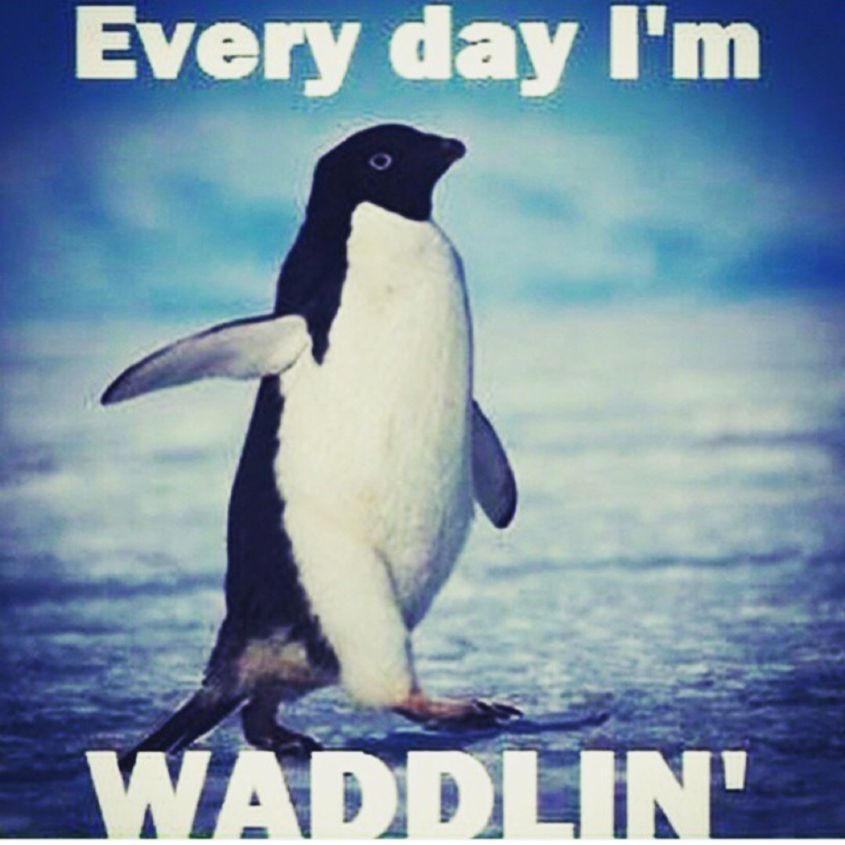 A penguin saying: everyday I'm waddlin'