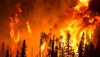 Picture of trees on fire. Wildfire smoke can cause significant particulate matter, smoke, dust, and airborne debris. These are allergens and asthma triggers. Even healthy people should not breathe pollutants like smoke and should use a car air purifier plugged into their usb ports or cigarette lighter to actively filter wildfire smoke, whether or not they see the smoke streaming into the vehicle. A HEPA filter is recommended from a company like Coconut Air, IQAir, Nuvomed, or Philips.