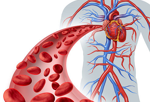 Blood circulation to heart diagram