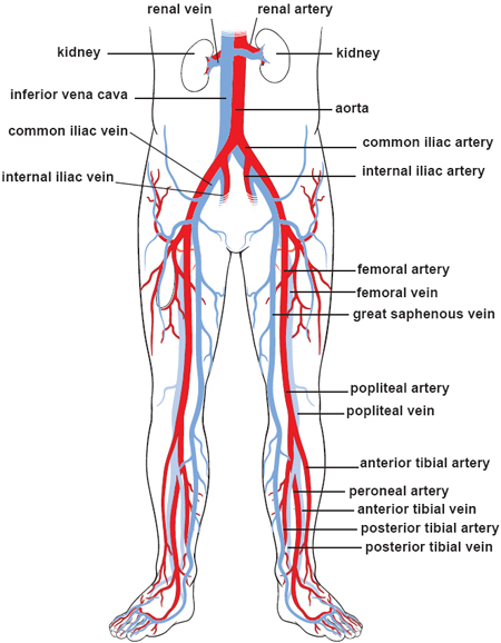 Blood circulation system body diagram