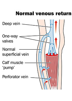 normal venous return of blood