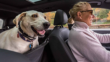 Picture of a dog behind the front car seat. Dogs and cats often ride in the vehicle with people. While it's important to have anti-microbial coatings on seats, it's equally important to have a HEPA filter to filter pet dander which can cause allergies or serve as asthma triggers. Some people even take birds in their cars. Birds can create dander as well. Air filters, including HEPA Filters and Activated Carbon (Charcoal) filters can effectively remove pet dander and prevent allergies or asthma triggers. As a positive side effect, viruses and bacteria are also filtered. This is healthy for both pets and the people driving the car.
