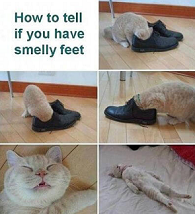 funny cat meme about smelly feet 