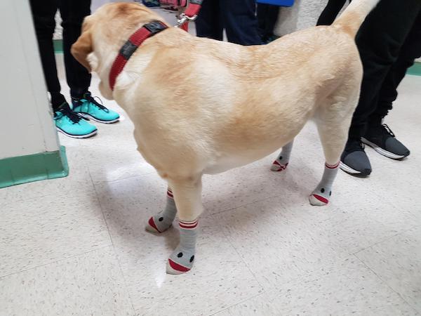Therapy Socks on a Dog