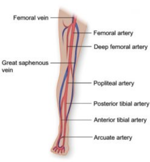 Veins of the Leg and TED Stockings