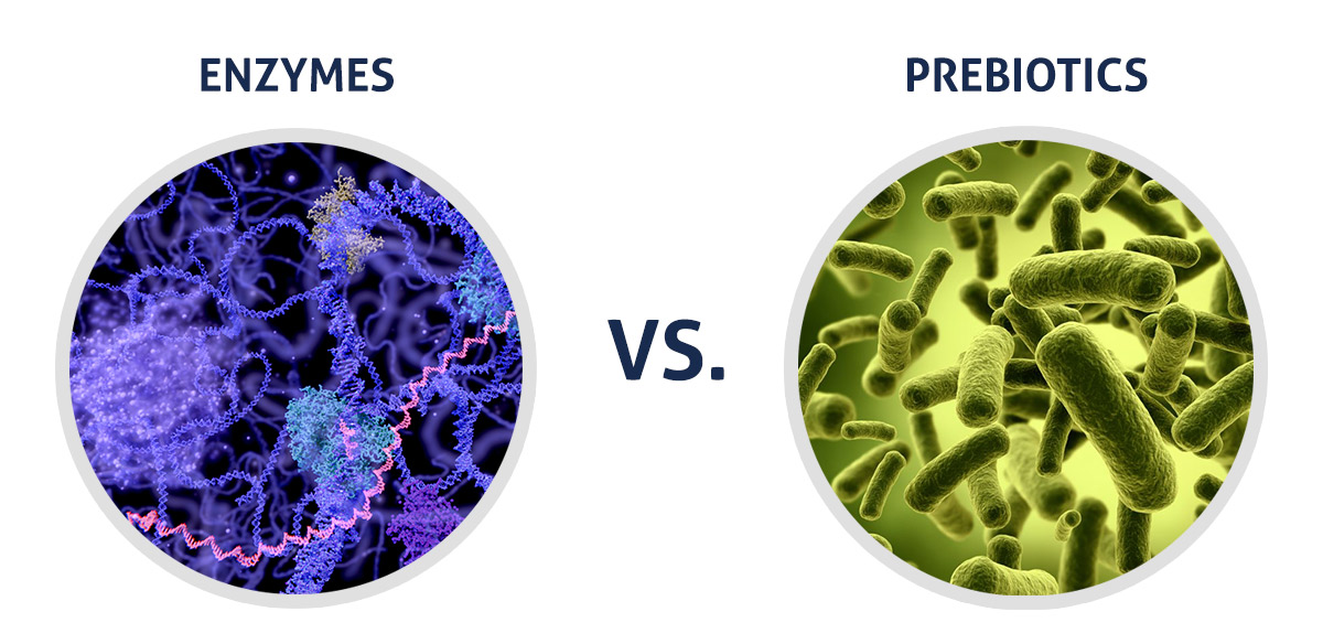 The Best Digestive Enzymes Build a Stronger Gut