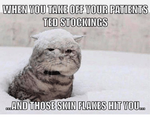meme showing a cat after using ted stockings